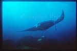 Manta Rays 105 & Trevallys