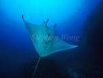 Manta Rays 107