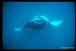 Manta Rays 111