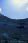 Manta rays 142 split 030106
