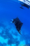 Manta rays 153 030106