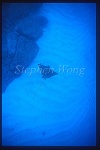 Spotted Eagle Ray 08