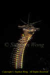 Bobbit Worm 01tc nightmare for males, dingdong snipper!