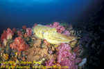 Cuttlefish, Pharoah Cuttlefish 01t Bur0207 Stephen WONG 123108