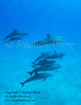 Dolphin 05tc2 Atlantic Spotted 0022 Stephen WONG