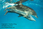 Dolphin 52tc Atlantic Spotted 0322 Stephen WONG