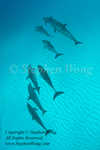 Dolphin 55tc2 Atlantic Spotted 0423 Stephen WONG