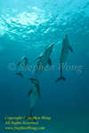 Dolphin 66tc Atlantic Spotted 0855 Stephen WONG