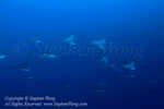 Eagle Ray 01tc2 5933 Stephen WONG