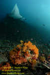 Manta Ray 01 & Soft Coral