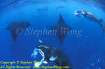 Manta Ray 02b RA0607 Stephen WONG 010109
