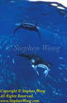 Manta Ray 04t Manta birostris, RA0607 Stephen WONG 010109