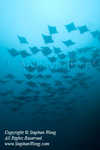 Mobula 03t 6271 Stephen WONG