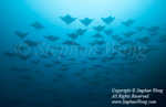 Mobula 04t 6287 Stephen WONG