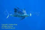 Pacific Sailfish 04tc eating fish 0261 Stephen WONG. This Pacific species is different from my earlier posted Atlantic ones.