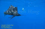 Pacific Sailfish 21t 0300 & Takako, Stephen WONG.  This Pacific species is different from my earlier posted Atlantic ones.
