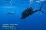 Pacific Sailfish 59t & Takako 0391 Stephen WONG. This Pacific species is different from my earlier posted Atlantic ones.