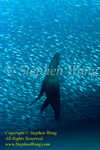 Sea Lion 02t2 & Bigeye Scad 1751 Stephen WONG