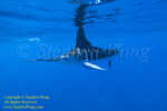 Striped Marlin 29tc 0602 Stephen WONG
