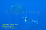Striped Marlin 50tc attack baitball 1171 Stephen WONG