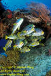 Yellow-ribbon Sweetlips 05t Plectorhinchus polytaenia RA0607 Stephen WONG 010109