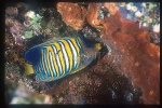 Angel Fish, Regal Angel 01 cleaning by cleaner wrasse