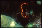 Batfish, Pinnate Batfish 02a baby, Platax pinnatus