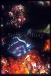 Blenny, Fringehead 01