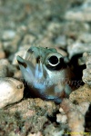 Jawfish, Ring-eyed Jawfish 02 080203