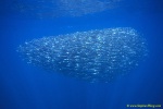 Anchovy Baitball 01