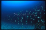 Bannerfish 01