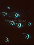 Bannerfish 02
