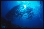 Barracuda, Chevron Barracuda 101