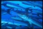 Barracuda, Chevron Barracuda 104