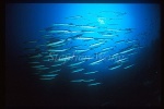 Barracuda, Chevron Barracuda 107