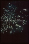 Shrimpfish 01