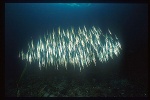 Shrimpfish 03