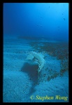 Angel Shark 01, 042803