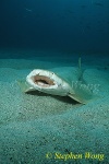 Angel Shark 02 gaping mouth 051703