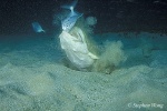 Angel Shark 03 catching fish 01 020804