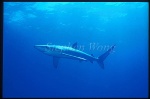Blue Shark 06