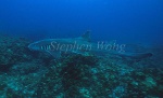 Brownbanded Bamboo Shark 01 adult
