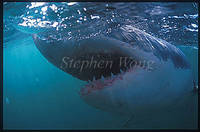 Highlight for album: Sharks
