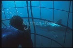 Great White Shark 145 Stephen Wong in cage