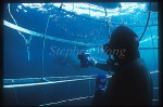 Great White Shark 146 diver in cage