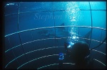 Great White Shark 147 diver in cage