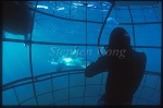 Great White Shark 148 diver in cage