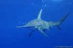 Hammerhead Shark, Great Hammerhead Shark 018 4438 060608