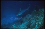 Hammerhead Shark, Scalloped 104 &Whitetip