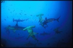 Hammerhead Shark, Scalloped 106